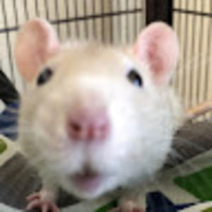 Meet your Posher, Alexa